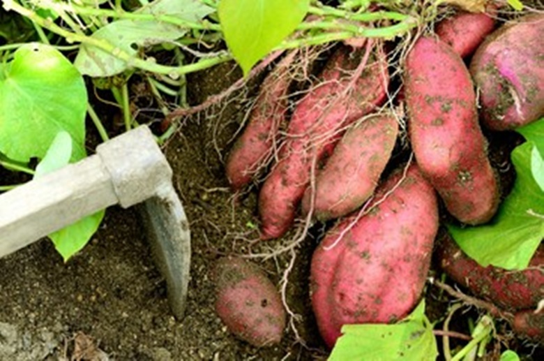 10月が旬の野菜